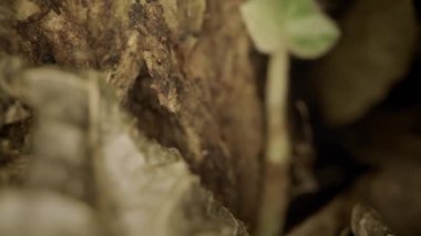 Black ant walks over the bark of the tree