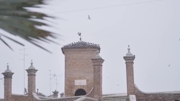 Кирпичная Башня Комаккио Голубями Сидящими Крыше — стоковое видео