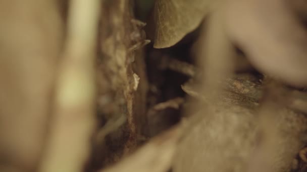 Ants Move Tree Trunks Leaves — Stock Video