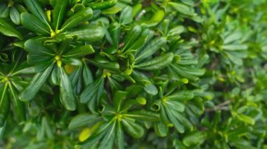 Sınırsız Yaban Domuzu otları sulu, pürüzsüz yeşil yapraklarla sulu bitkiler sunar. Gün ışığını yansıtan son derece yakın çekim.