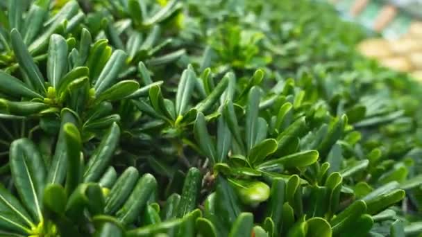 無限のジューシーな上の動き多肉植物のCrassula Ovataファミリーの短い狭い葉極端な近景 — ストック動画