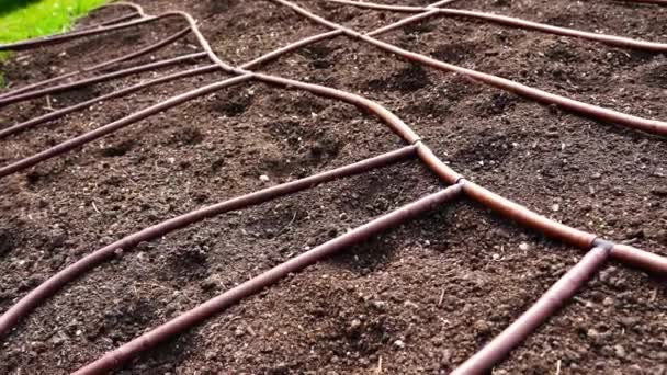 Gartenbeet Tropfbewässerungssystem Mit Gummischläuchen Auf Boden Gegen Grünes Gras Auf — Stockvideo