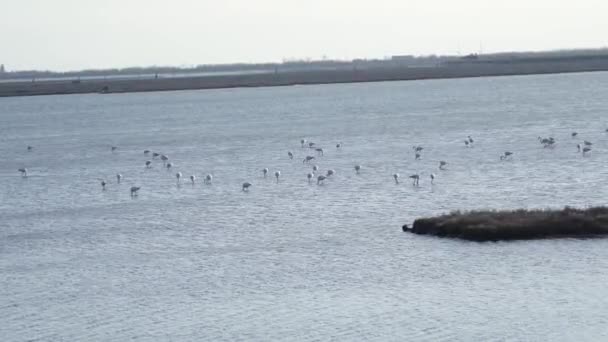 Group Flamingos Feed Venice Lagoon — Vídeos de Stock