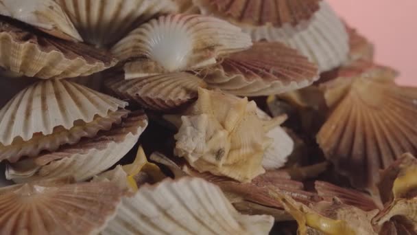 Molluschi Del Mare Murici Capasante Mucchio Nella Cucina — Video