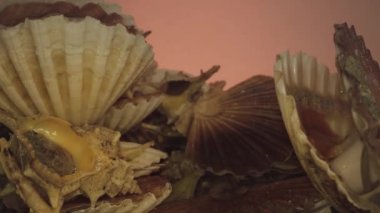 Deniz tarağı ve murex gibi büyük deniz yumuşakçaları yığını