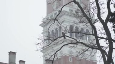 Kışın Venedik 'teki San Marco kulesinin önündeki ağacın kuru dalında oturan güvercin.