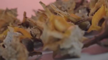 Murici, Akdeniz 'de Venedik masasında yakalandı.