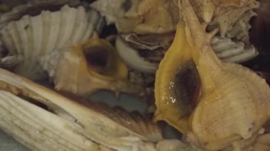 Murex hala hayatta ve istiridye kabukları masada.