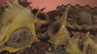 Masanın üzerinde canlı kabuklu deniz hayvanı istiridye kabukları ve kabukları var.