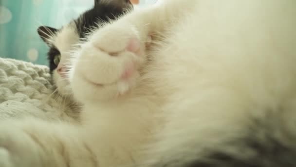 Domácí Kočka Ležící Relaxující Posteli — Stock video