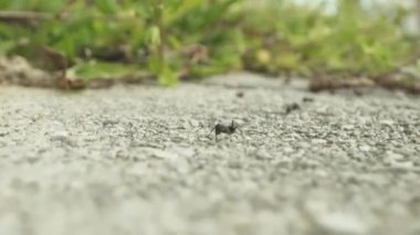 Karıncalar asfalt yolda gruplar halinde koşar