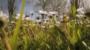 Ormanda büyüyen papatyalar arasında hareket