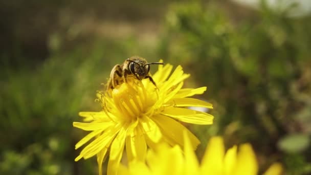 Pszczoła Zbiera Nektar Żółtej Roślinie — Wideo stockowe