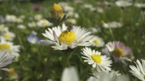 Fly Sedí Sedmikrásky Kvetoucí Zelené Louce — Stock video