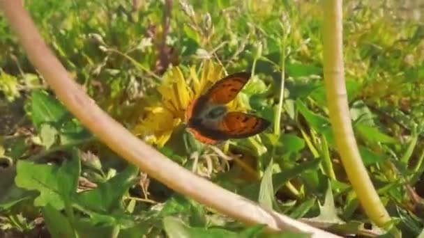 Motyl Siedzący Dmuchawcu Wśród Zielonej Trawy — Wideo stockowe