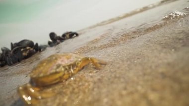 Sahildeki ölü yengeç kabuğu ağır çekimde suyla kaplıydı.