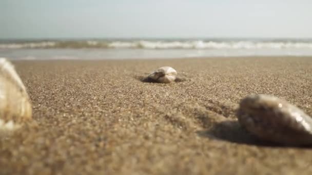 Amêijoas Praia Lavadas Pelas Ondas Mar — Vídeo de Stock