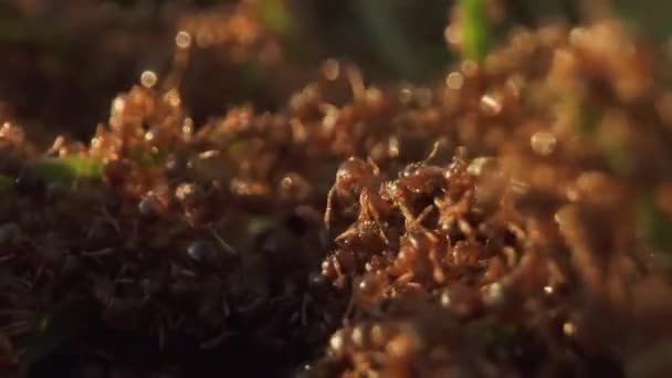 Πολλά Μικρά Μυρμήγκια Κινούνται Στο Πράσινο Γρασίδι — Αρχείο Βίντεο