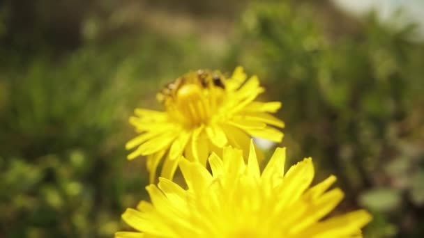 Pszczoła Siedząca Żółtym Mniszku Słońcu — Wideo stockowe