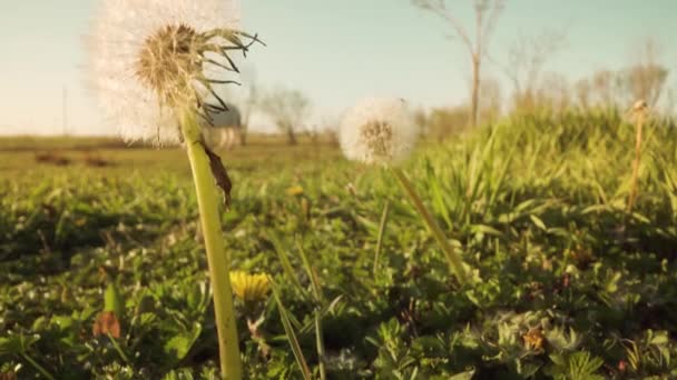 Pissenlits Sur Prairie Verte Automne — Video
