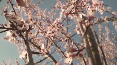 Badem ağacı dalları güzel renkli çiçeklerle kaplıdır.