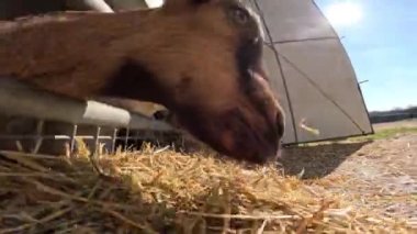 Çitin arkasındaki küçük keçiler samanları yiyor.