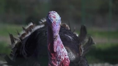 Erkek hindinin ağzı çitin arkasındaki çiftlikte.