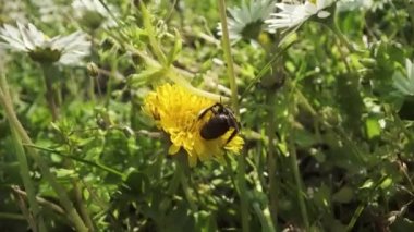 Arıya benzeyen ama nektar toplarken karahindiba üzerine siyah bir böcek.