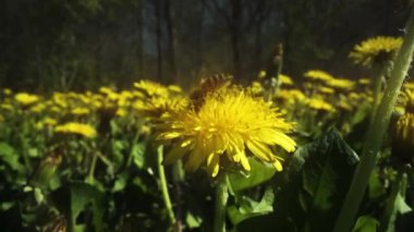 Sarı karahindiba tarlası ve arı bunlardan birinin üzerinde.