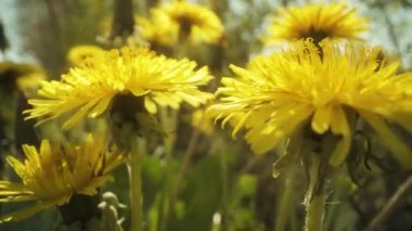 Sarı karahindiba bitkileri güneşin altında doğanın içinde