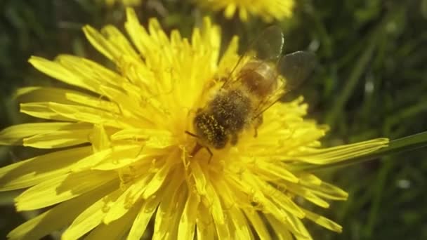 Pszczoła Zjada Nektar Żółtej Rośliny Zwolnionym Tempie — Wideo stockowe