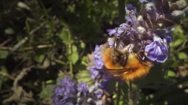 大黄蜂从紫色植物上采集花蜜 — 图库视频影像