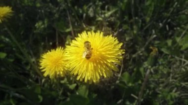 Sonbaharda yeşil çimenlerin arasında yaygın karahindiba ve arı