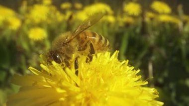 Yiyici, sarı karahindibadaki nektarı toplamak için hortumunu kullanır.