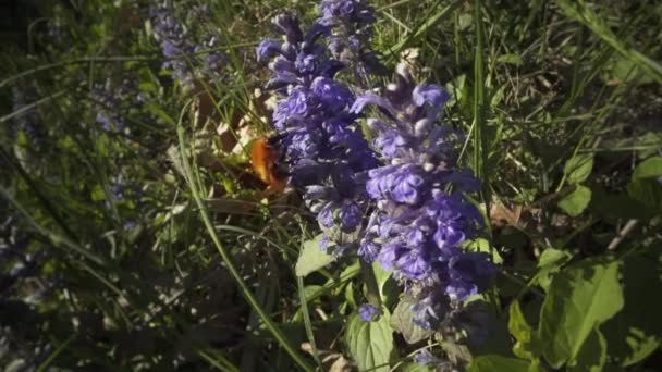 大黄蜂在青草中的紫色鼠尾草上活动 — 图库视频影像