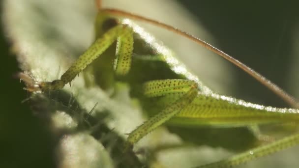 Küçük Yeşil Cırcır Böceği Yaprağın Üzerinde Otururken Görülüyor — Stok video