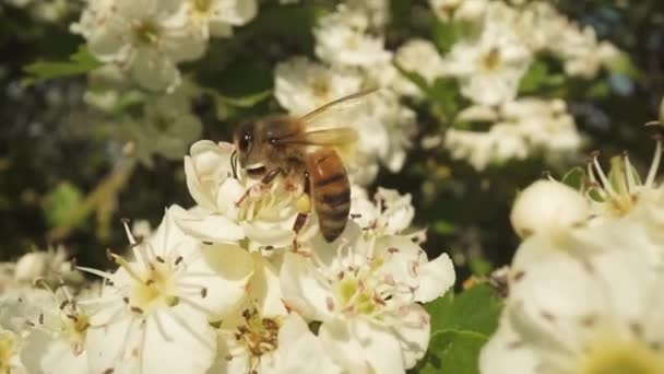Pszczoła Zbiera Nektar Pyłek Białych Kwiatach Drzewa — Wideo stockowe