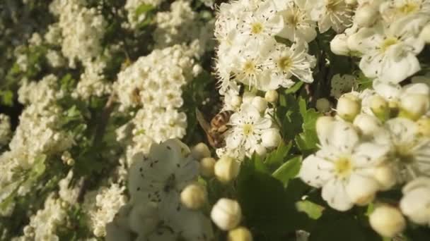 Weiße Blumen Der Blühende Baum Und Bienen Sammeln Nektar — Stockvideo