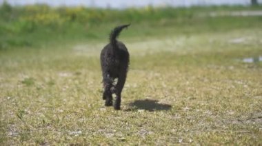 Köpeğin patileri kırsalda arkadan yürüyor