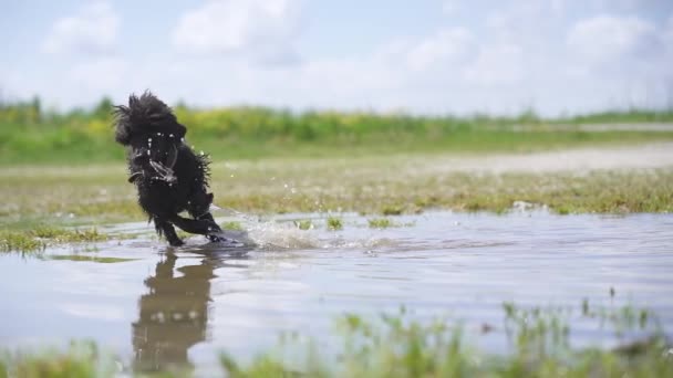 Dog Plays Stick Puddle Slow Motion — Stock Video