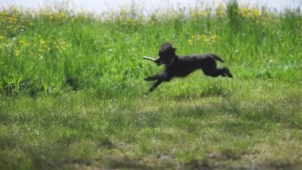 Schwarzer Pudelhund Läuft Mit Stock Zähnen Zeitlupe — Stockvideo