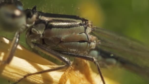 Libelle Aus Nächster Nähe Klammert Sich Ast Und Schaut Kamera — Stockvideo