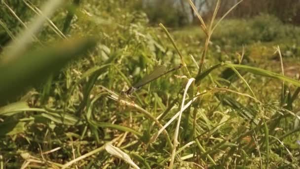 Dragonfly Sitting Plant Flies Circling Them Spring — Stock Video