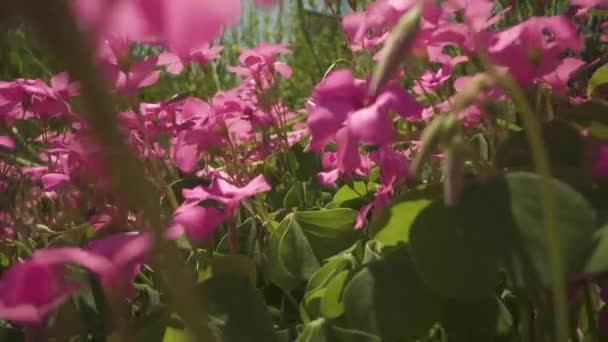 Rör Sig Bland Rosa Växterna Som Blommar Våren Solen — Stockvideo