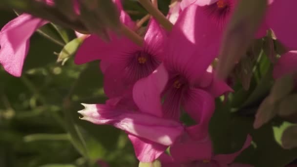 Рожева Порода Під Час Весняного Цвітіння Макросі — стокове відео