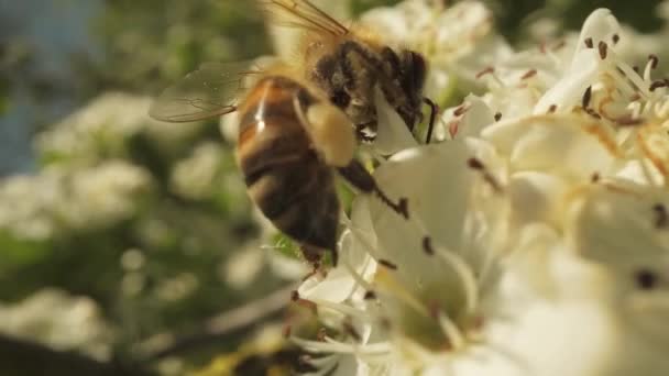 Macro Patilerinde Polen Olan Bir Arıyı Yakından Inceler Beyaz Çiçeklerden — Stok video