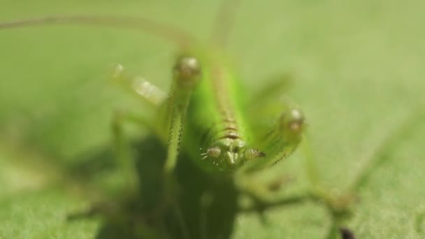 Yeşil Yaprağın Üzerinde Oturan Küçük Yeşil Cırcır Böceği — Stok video