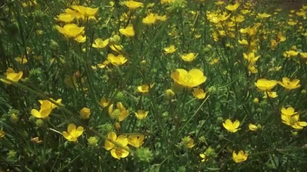 Flores Buttercup Amarillas Florecen Primavera — Vídeos de Stock