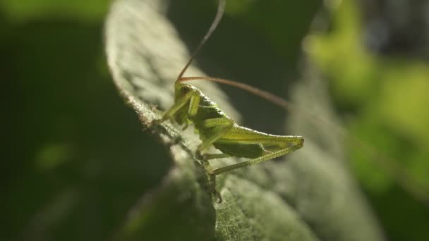 Kafasında Anten Olan Yeşil Bir Cırcır Böceği Rüzgarda Esen Daha — Stok video