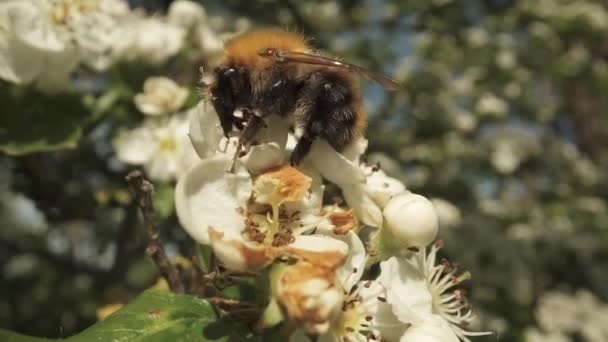 Bumblebee Äter Nektar Blomman Våren — Stockvideo